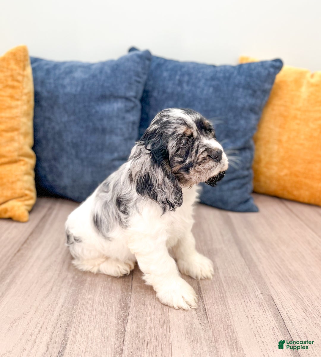 Cocker Spaniel dogs for sale: Cash - Ad 6