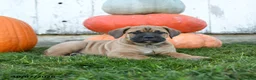 Cane Corso dogs for sale: Athena - Ad 3