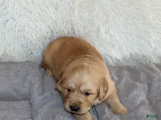 Golden Retriever dogs Frank the TRAINED Golden Retriever Puppy - Ad 40