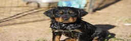 Rottweiler dogs for sale: Rottweiler litter of 5 puppies - Ad 23