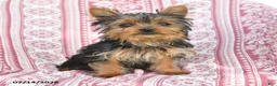 Yorkshire Terrier dogs for sale: Teddy - Ad 2