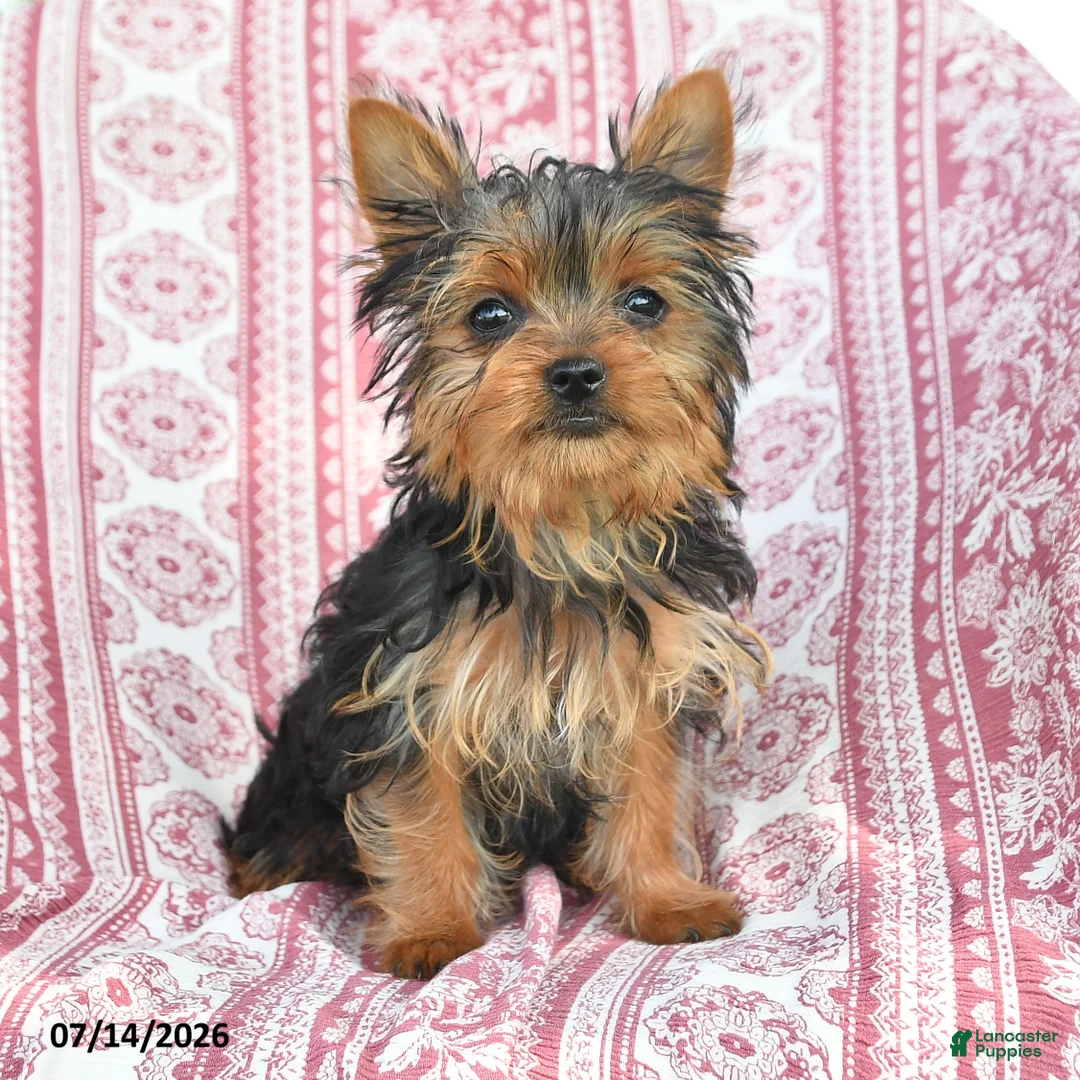 Yorkshire Terrier dogs for sale: Teddy - Ad 2