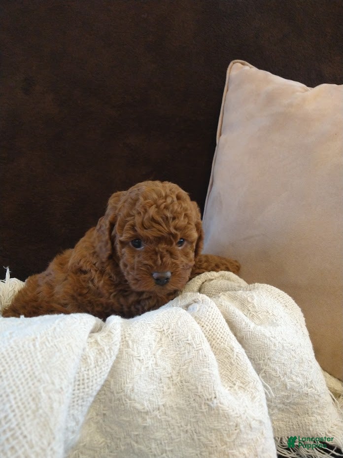 Toy Poodle dogs princes - Ad 1