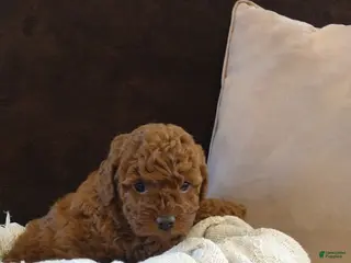 Toy Poodle dogs for sale: princes - Ad 2