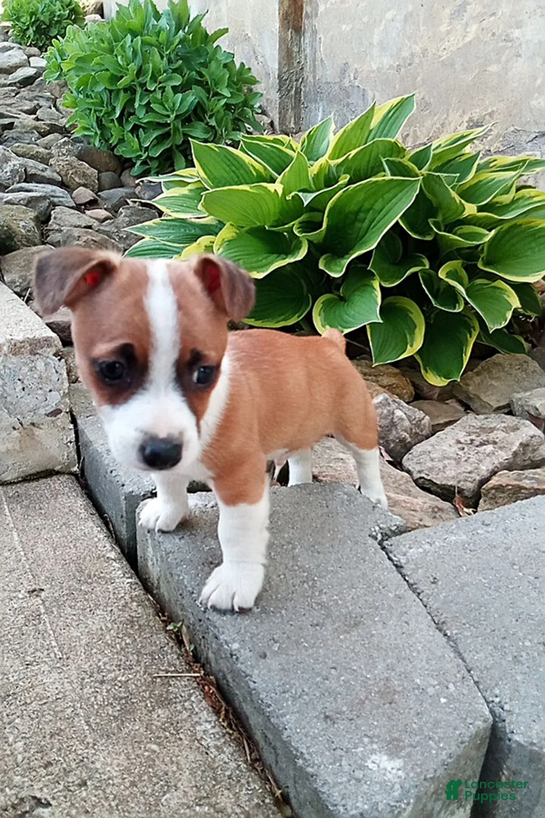 Jack Russell Terrier dogs for sale: Shep - Ad 1
