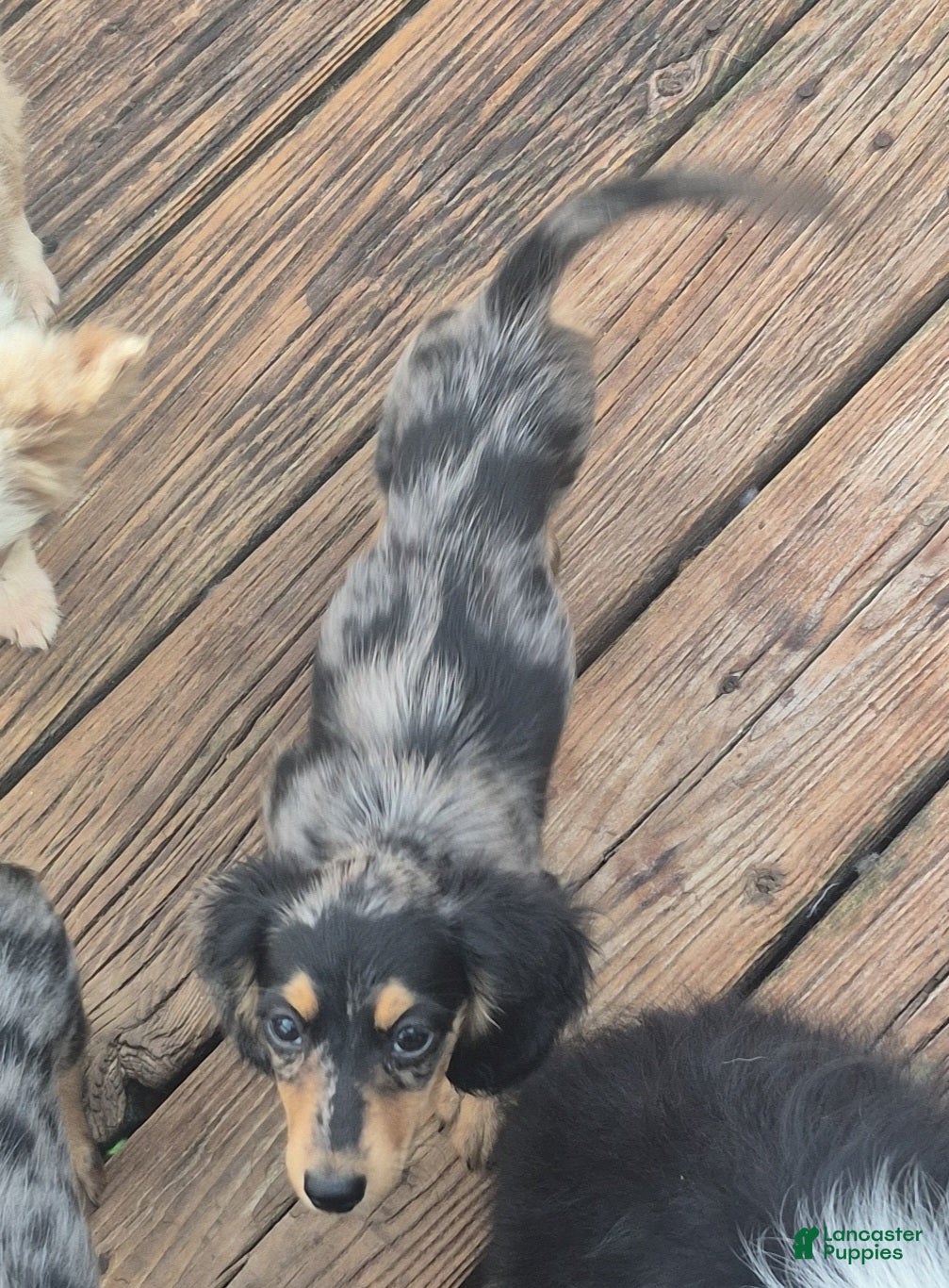Miniature Dachshund dogs Silver dapple girl  - Ad 1