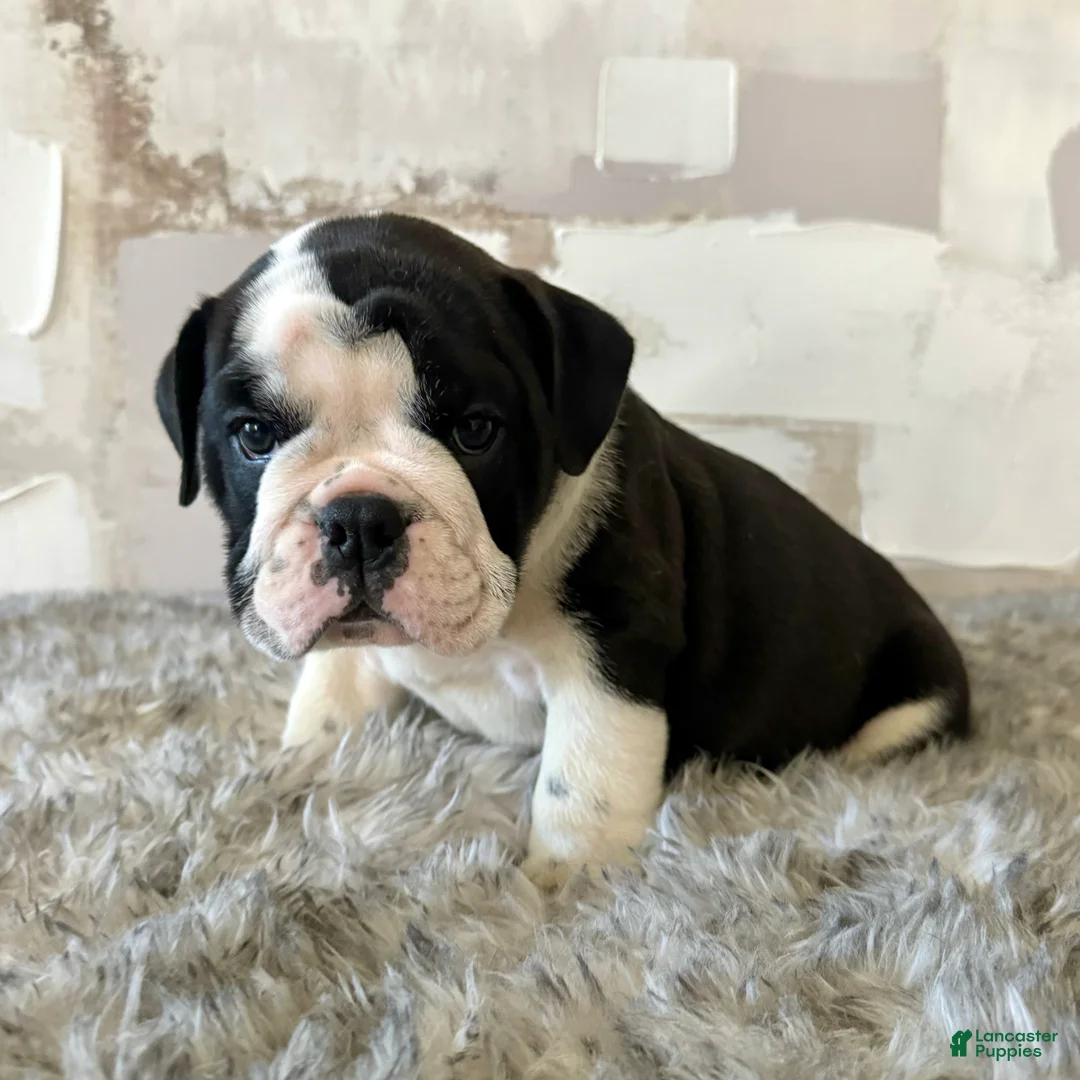 English Bulldog dogs for sale: Brutus - Ad 10