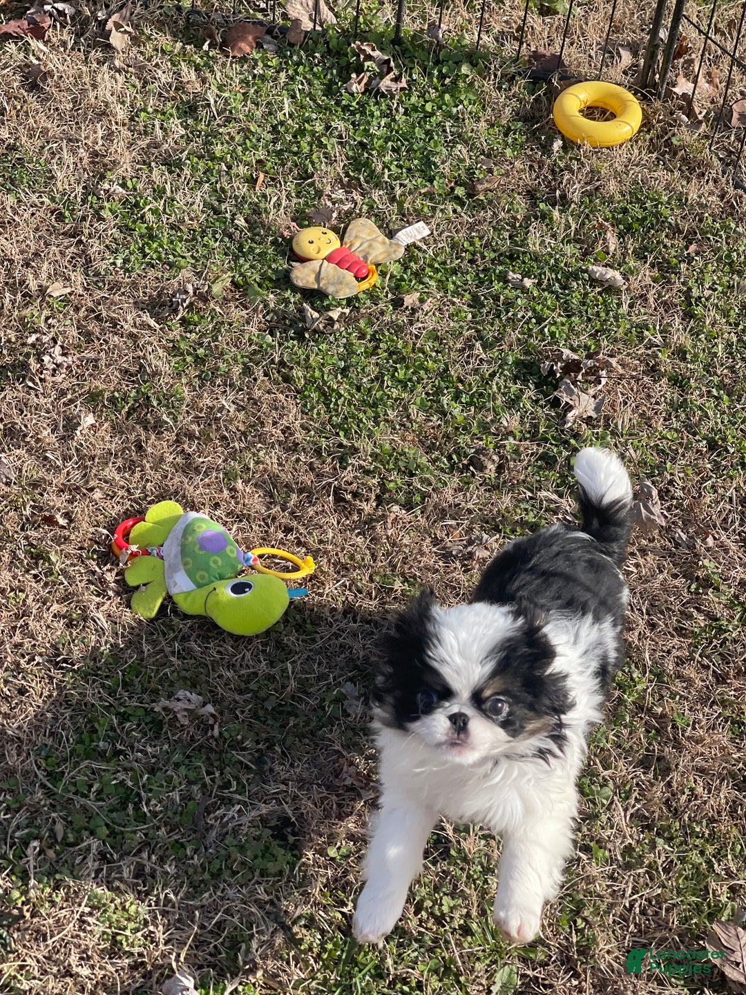 Japanese Chin dogs for sale: Japanese Chin Puppy 2 - Ad 3