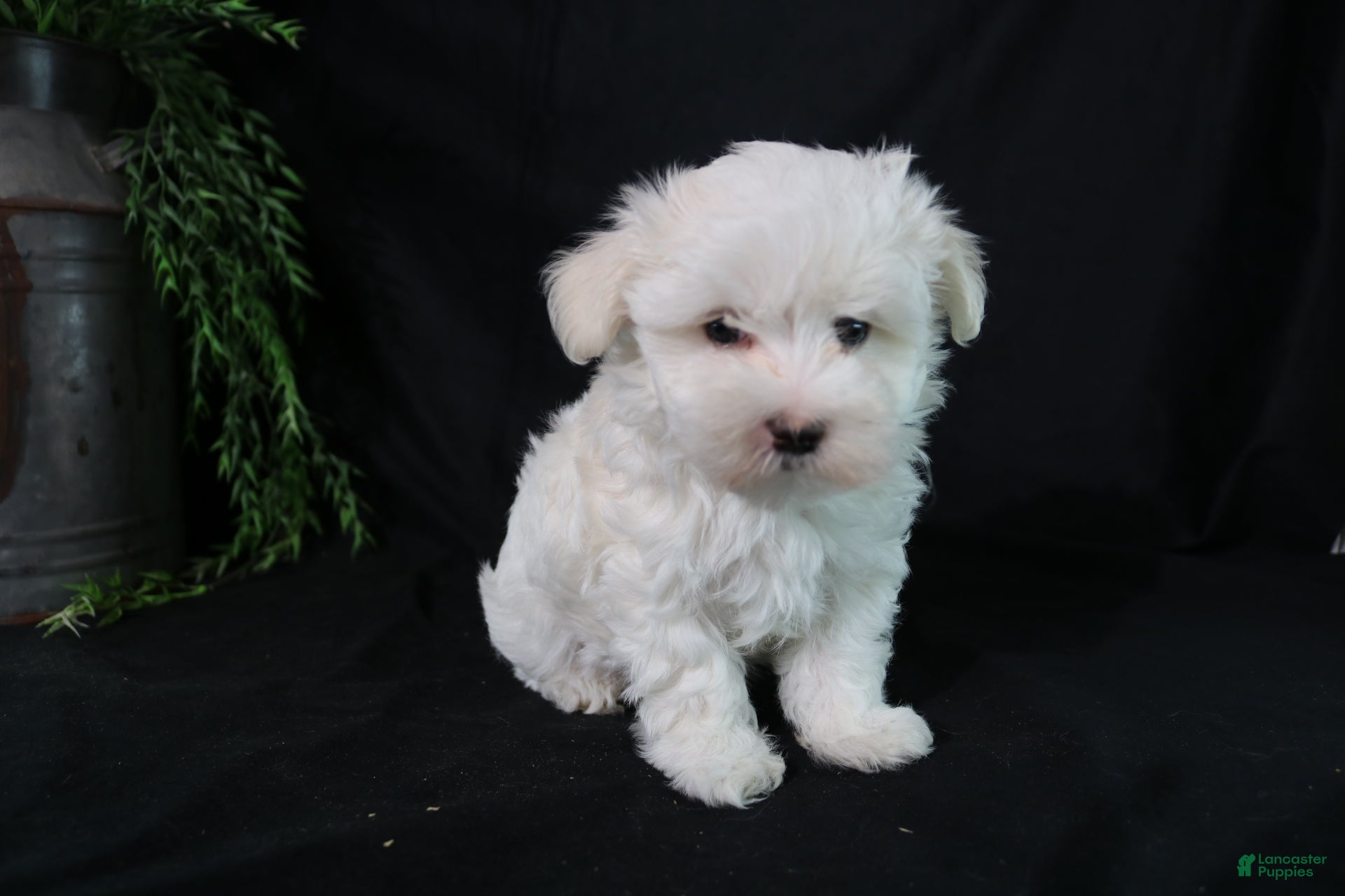 Maltese dogs Molly - Ad 2