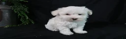 Maltese dogs for sale: Molly - Ad 2