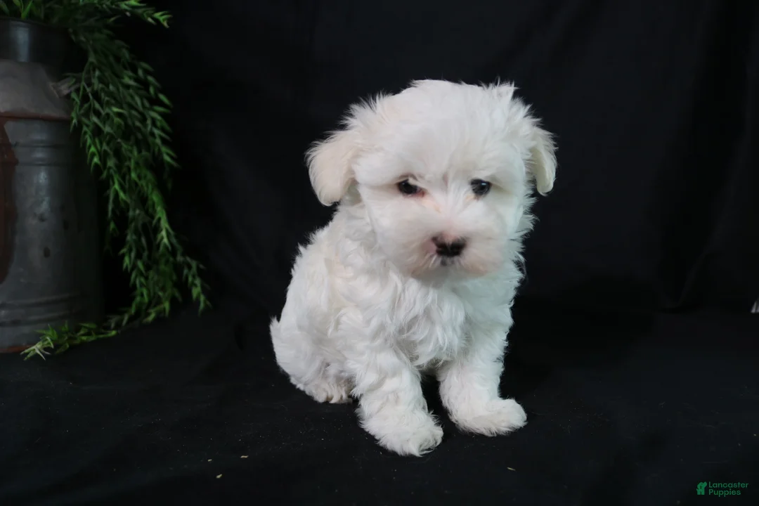 Maltese dogs for sale: Molly - Ad 2