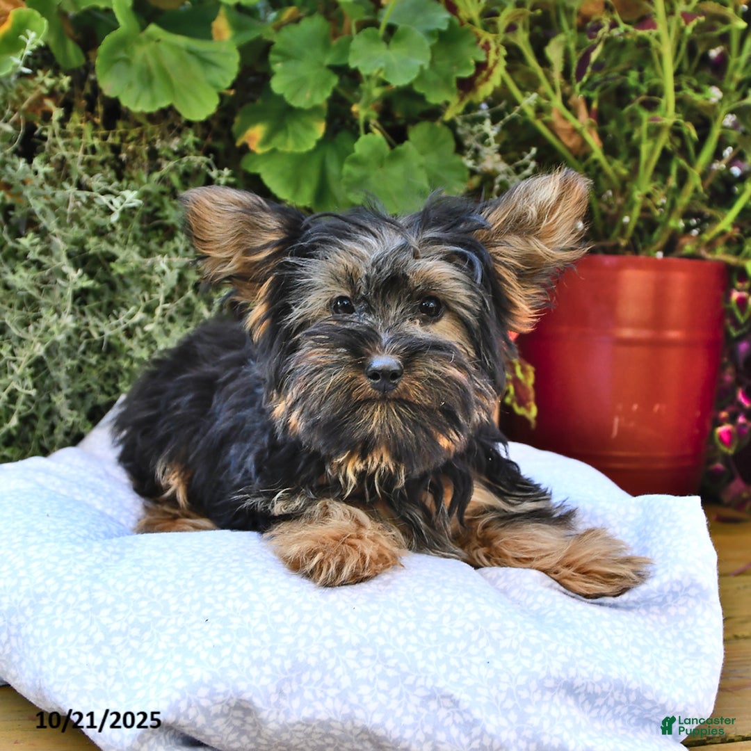 Yorkshire Terrier dogs for sale: Anthony - Ad 7