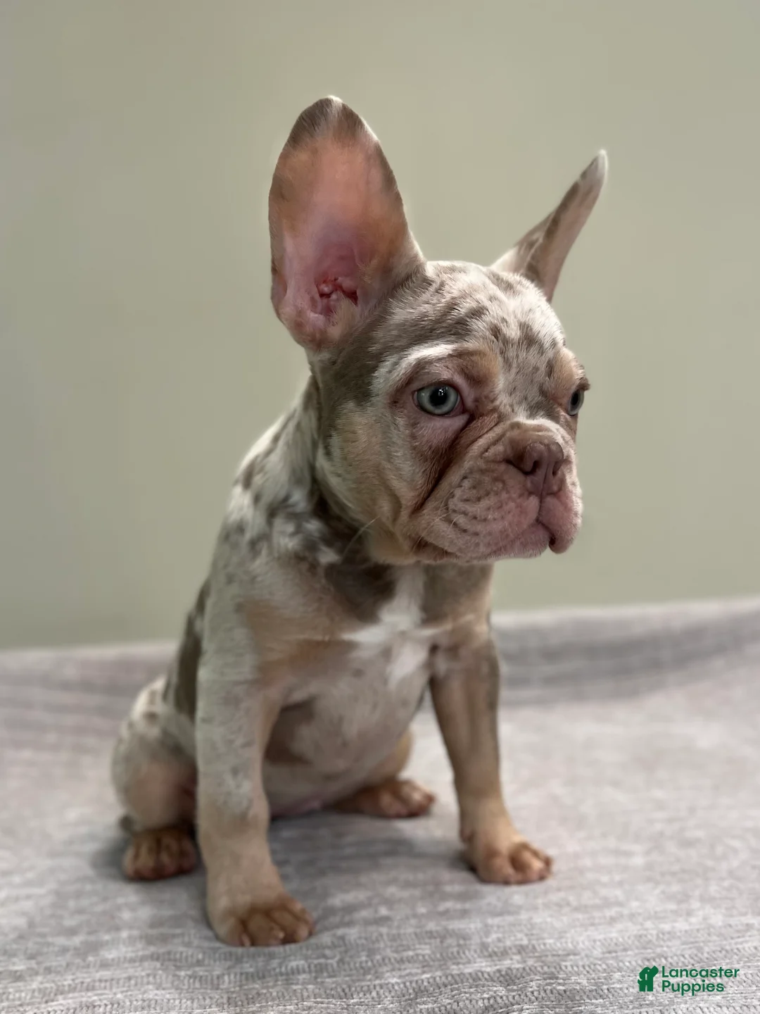 French Bulldog dogs for sale: Misty - Ad 2