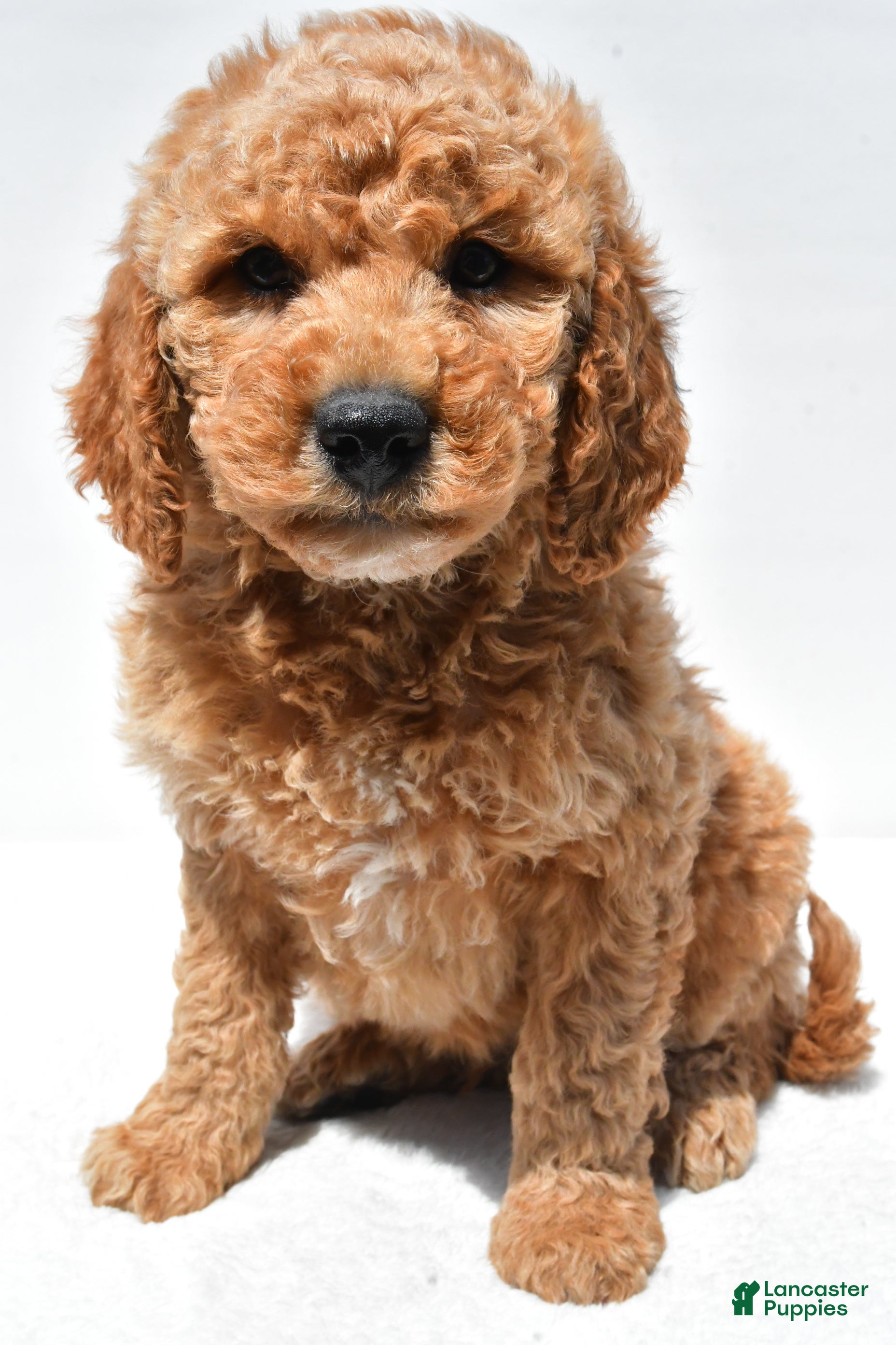 Mini Goldendoodle dogs Huntley - Ad 2
