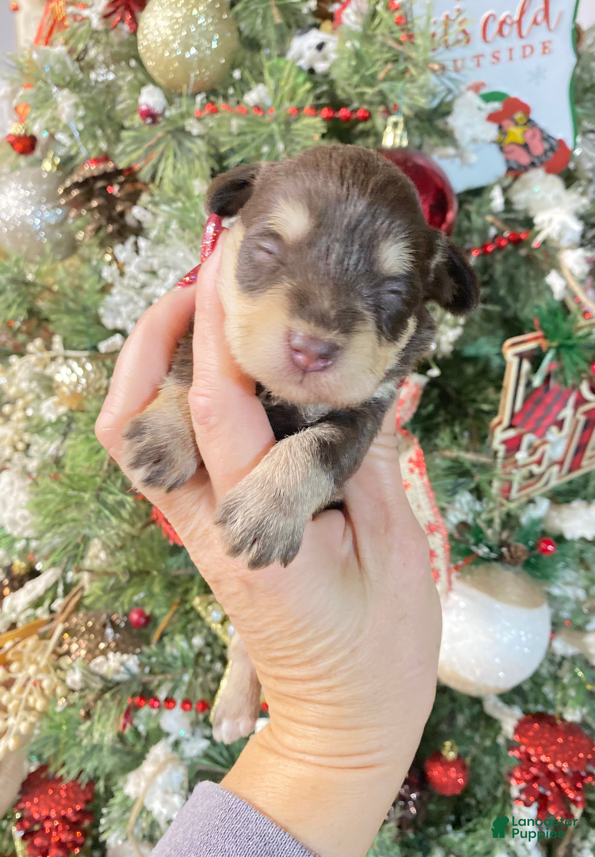 Miniature Schnauzer dogs Miniature Schnauzer Puppy 6 - Ad 10