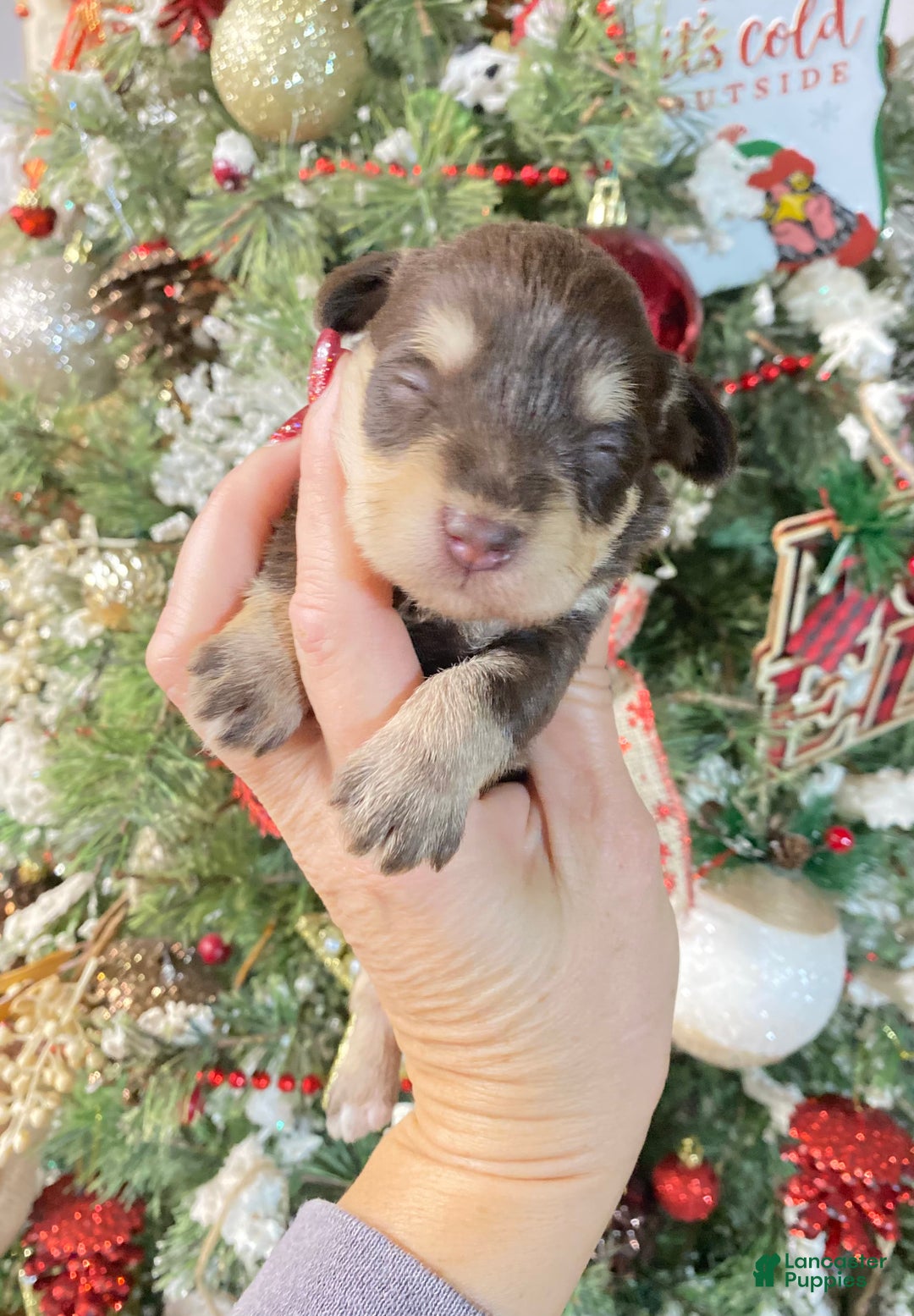 Miniature Schnauzer dogs for sale: Miniature Schnauzer Puppy 6 - Ad 1