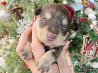 Miniature Schnauzer dogs Miniature Schnauzer Puppy 6 - Ad 11