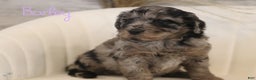 Mini Aussiedoodle dogs for sale: Barley - Ad 2