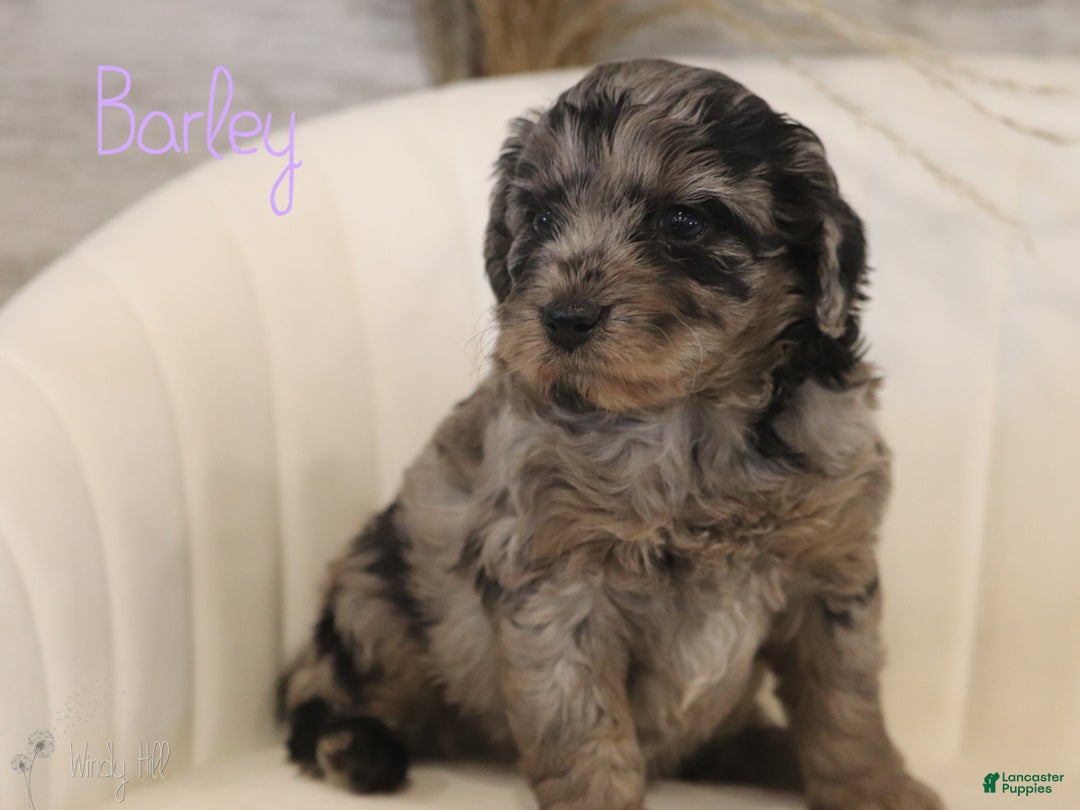 Mini Aussiedoodle dogs for sale: Barley - Ad 2