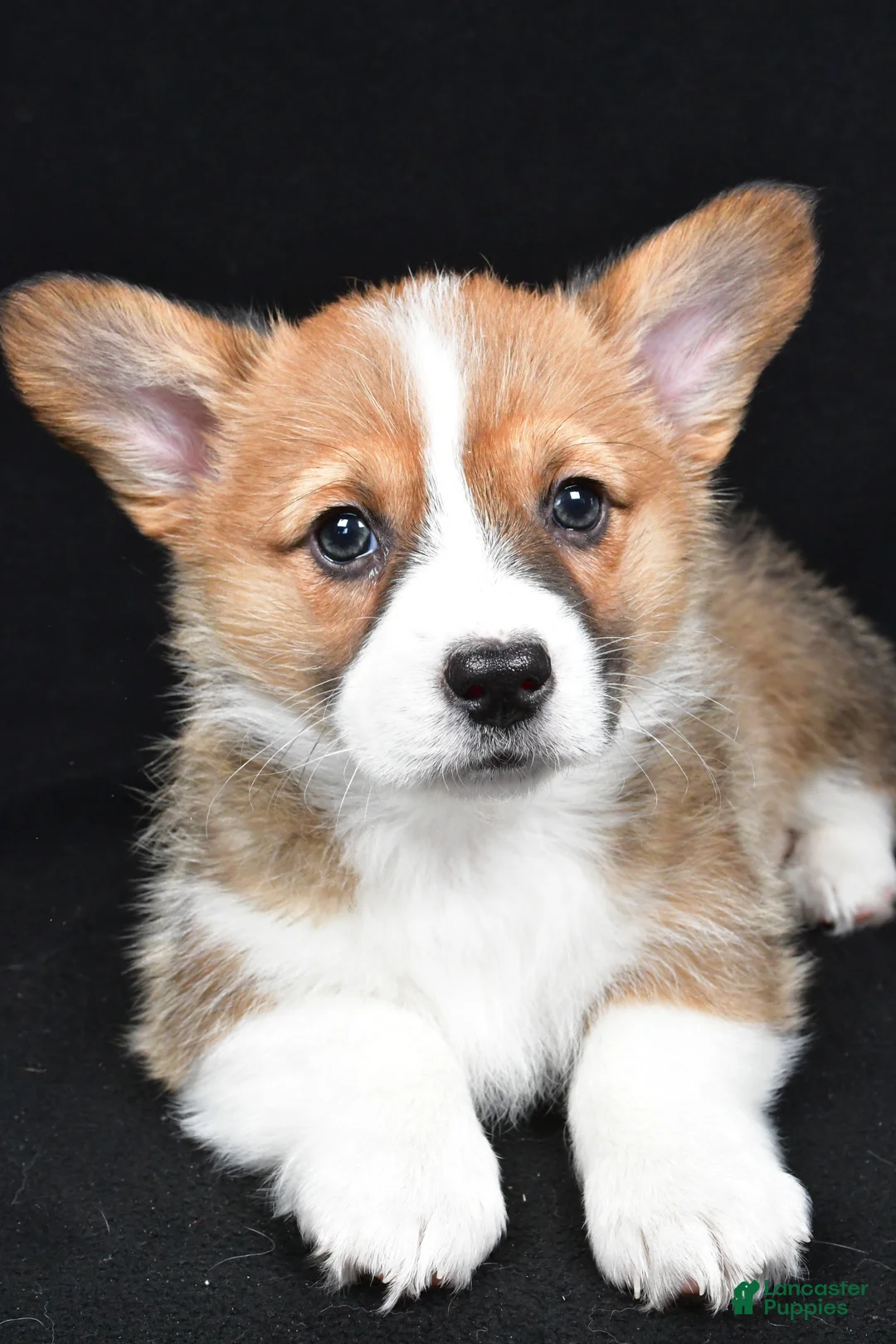 Welsh Corgi Pembroke dogs for sale: Colee - Ad 6