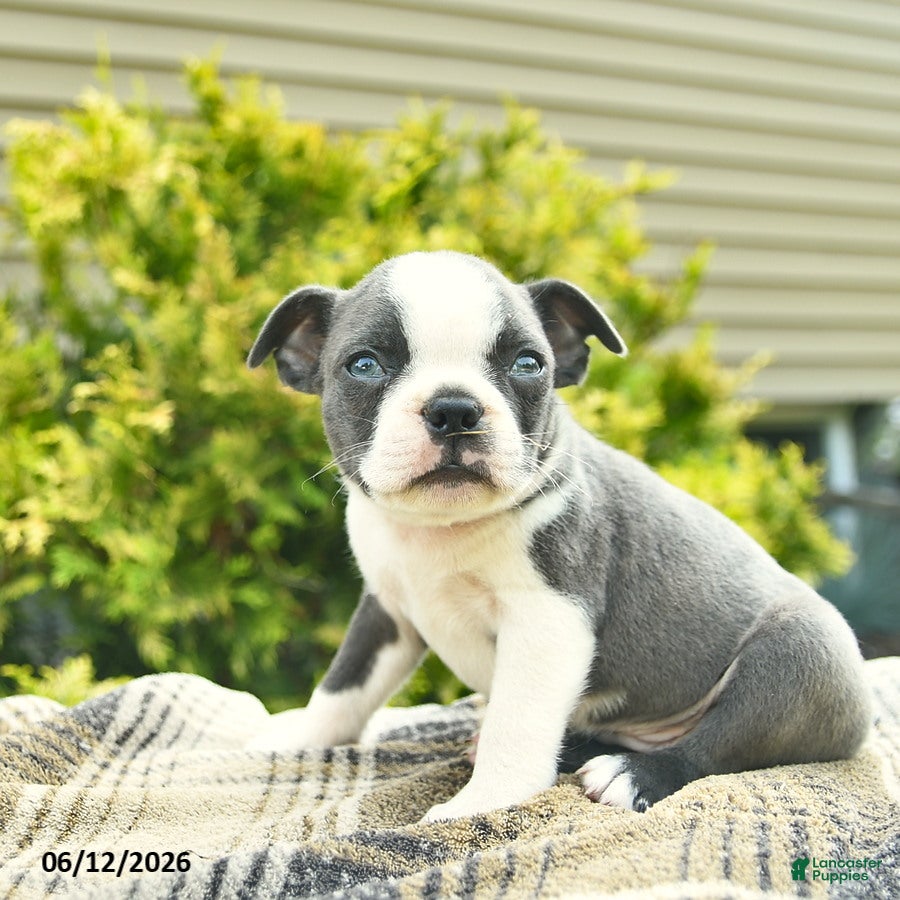 Boston Terrier dogs Bandit  - Ad 2