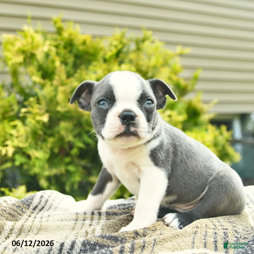 Boston Terrier dogs for sale: Bandit  - Ad 2