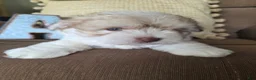 Maltipoo dogs for sale: Alex - Ad 8