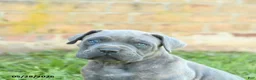 Cane Corso dogs for sale: Drake - Ad 4