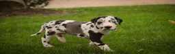 Great Dane dogs for sale: Bryce Great Dane  - Ad 7