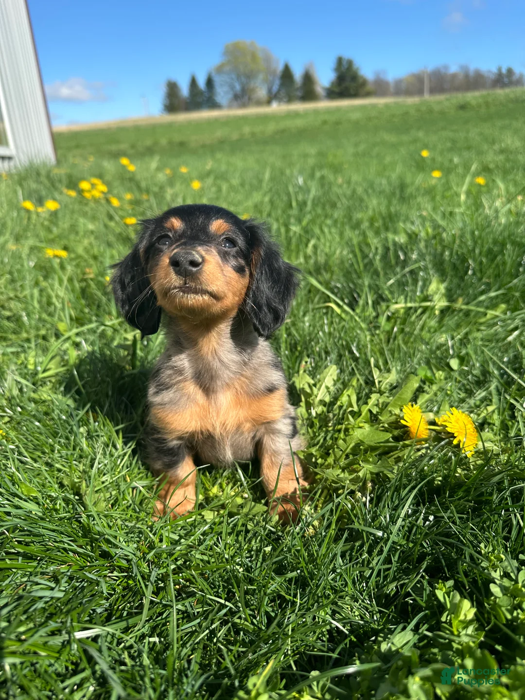 Miniature Dachshund dogs for sale: Spotty - Ad 7