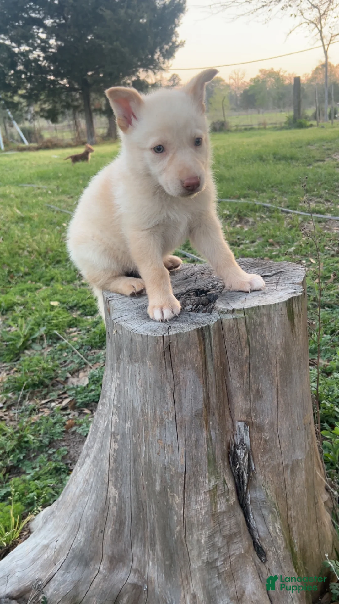 German Shepherd dogs for sale: Bubba - Ad 1