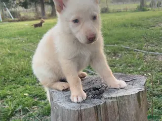 German Shepherd dogs for sale: Bubba - Ad 4