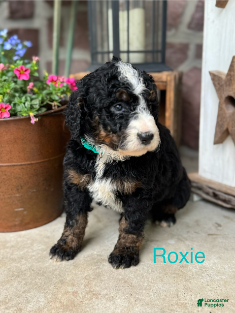 Mini Bernedoodle dogs for sale: Roxie - Ad 2