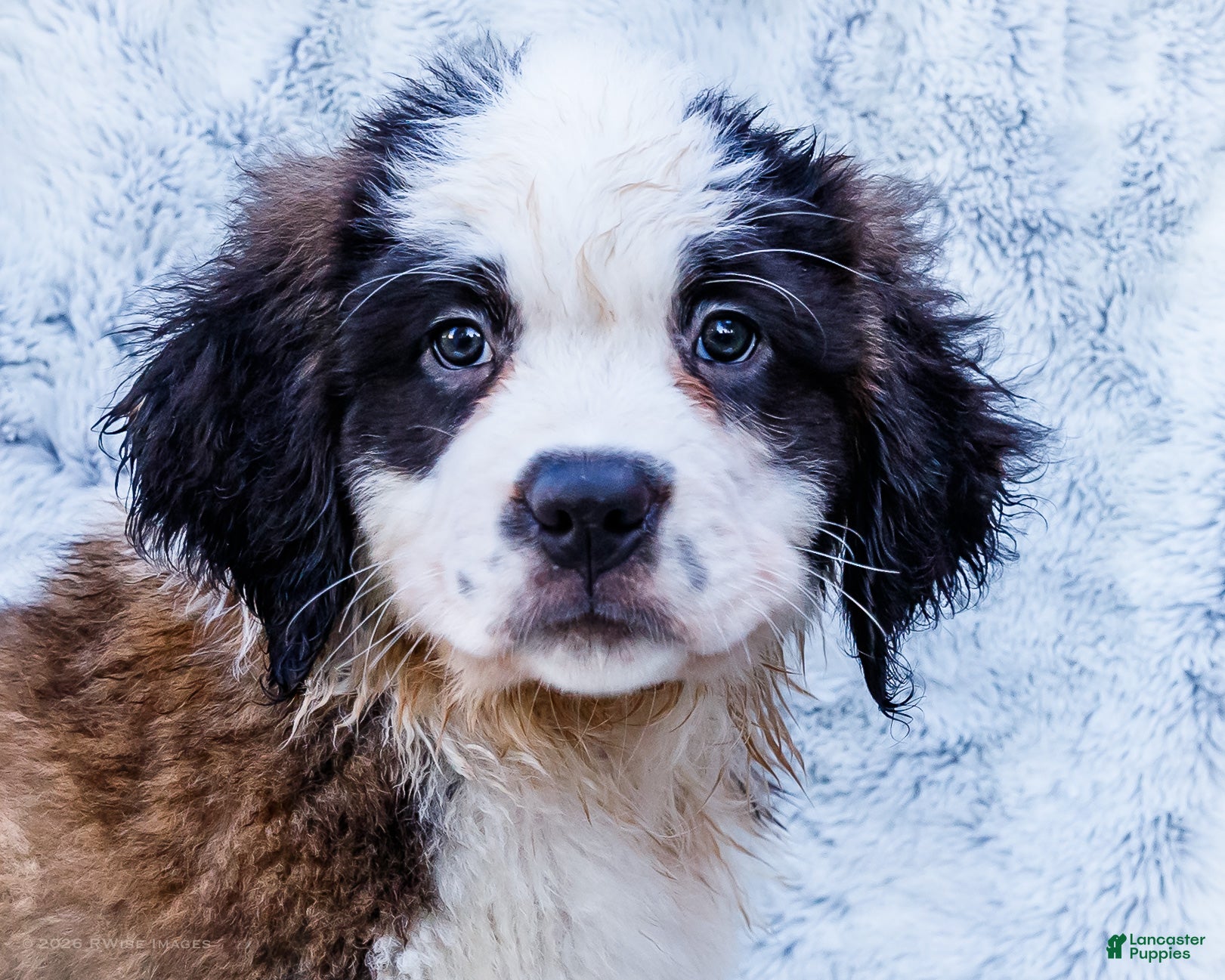 Saint Bernard dogs Smarty - Ad 2