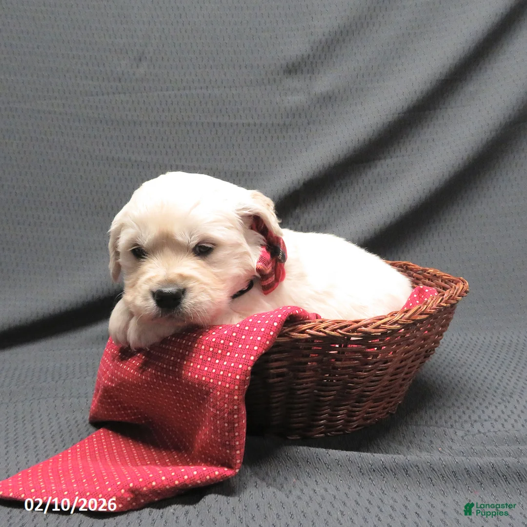 Golden Retriever dogs for sale: Bitsie - Ad 2