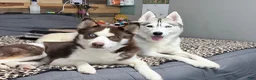 Siberian Husky dogs for sale: Siberian Husky Puppy 1 - Ad 2