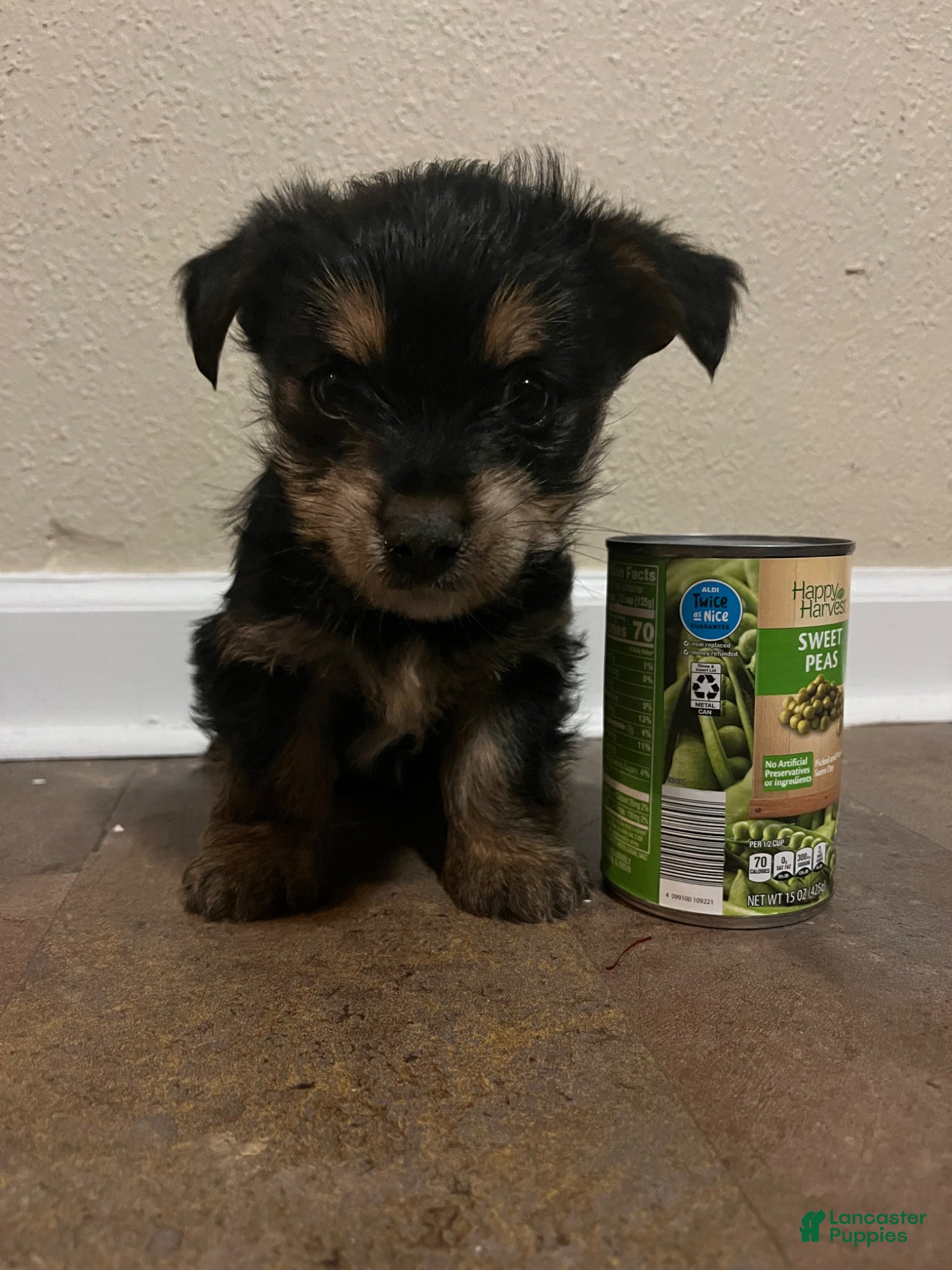 Yorkshire Terrier dogs Petite Mason- REGISTERED  - Ad 1