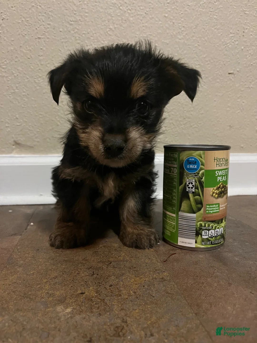 Yorkshire Terrier dogs for sale: Petite Mason- REGISTERED  - Ad 1