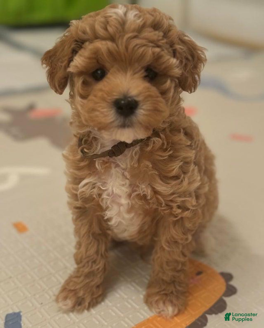 Maltipoo dogs for sale: Ciri - Ad 1