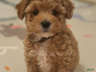 Maltipoo dogs Ciri - Ad 19