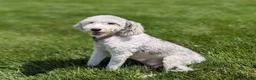 Mini Sheepadoodle dogs for sale: Jessabelle - Ad 6