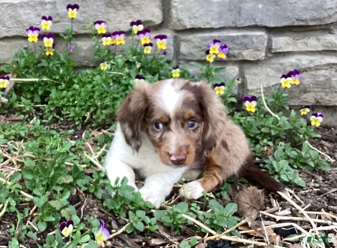 Miniature Dachshund dogs for sale: Dino special needs - Ad 2