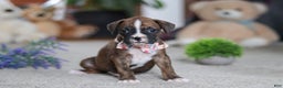Boxer dogs for sale: Cadance - Ad 3