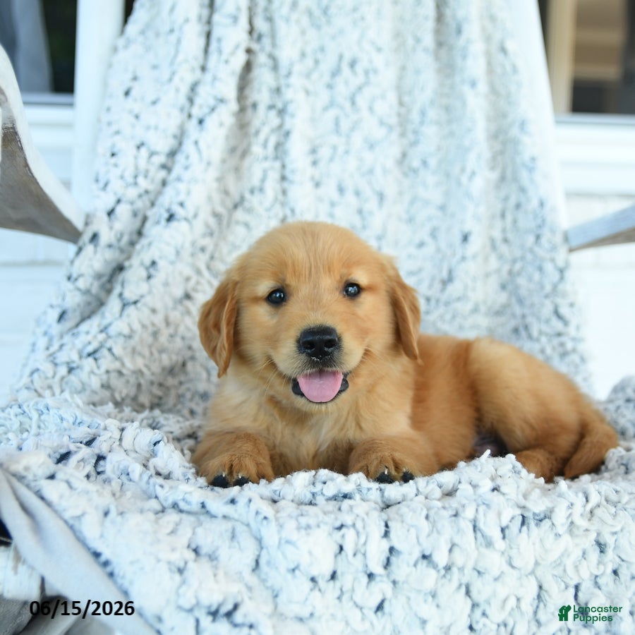 Golden Retriever dogs Grant - Ad 2