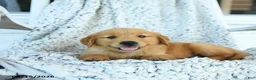 Golden Retriever dogs for sale: Grant - Ad 2