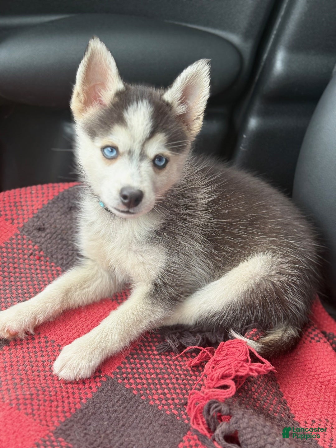 Pomsky dogs for sale: Ace - Ad 6