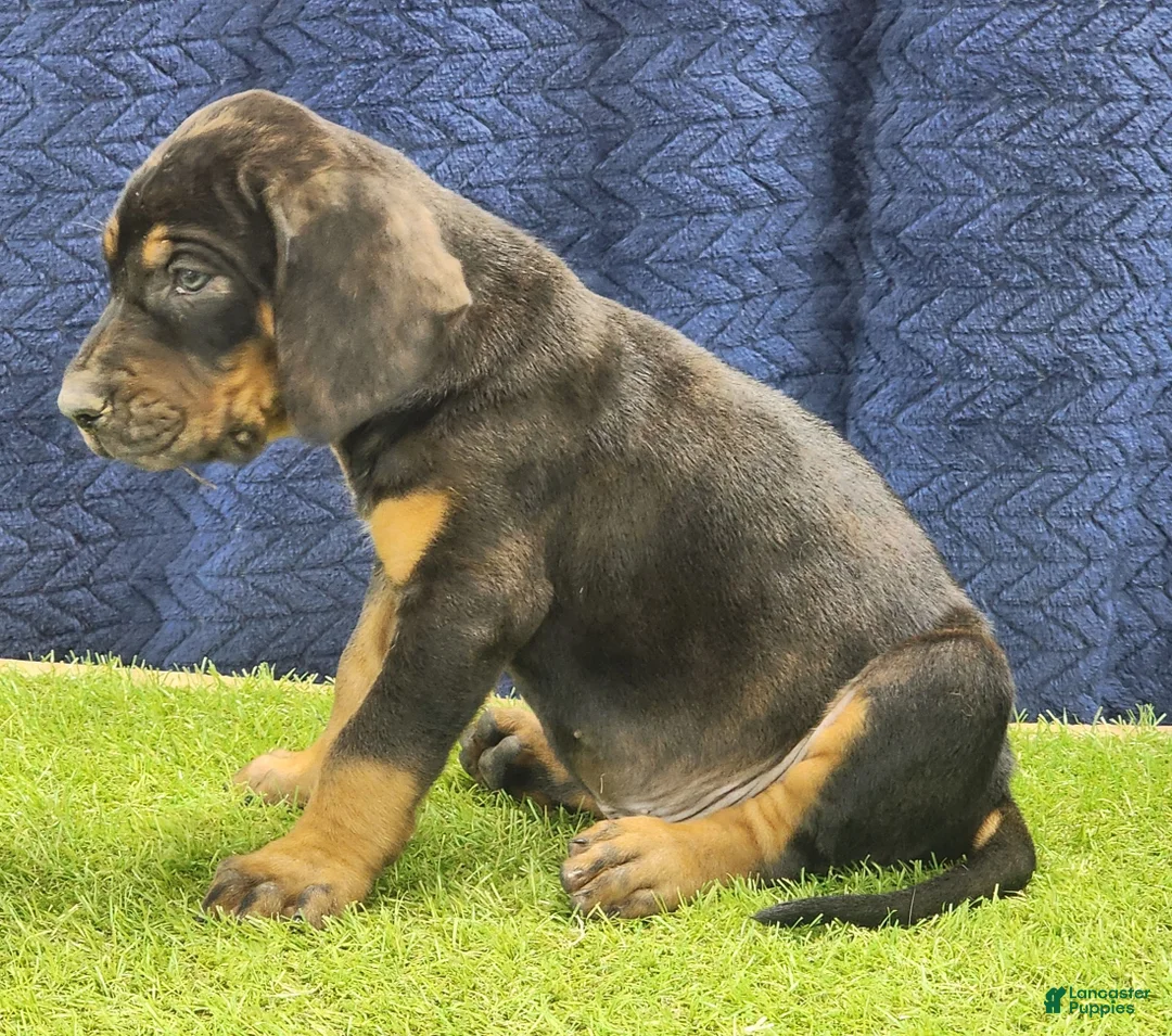 Mixed Breed dogs for sale: 2025 Bloodahoula Male 1 "Curly" - Ad 5