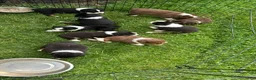 Miniature Australian Shepherd dogs for sale: #8 Black Tri Male - Ad 9