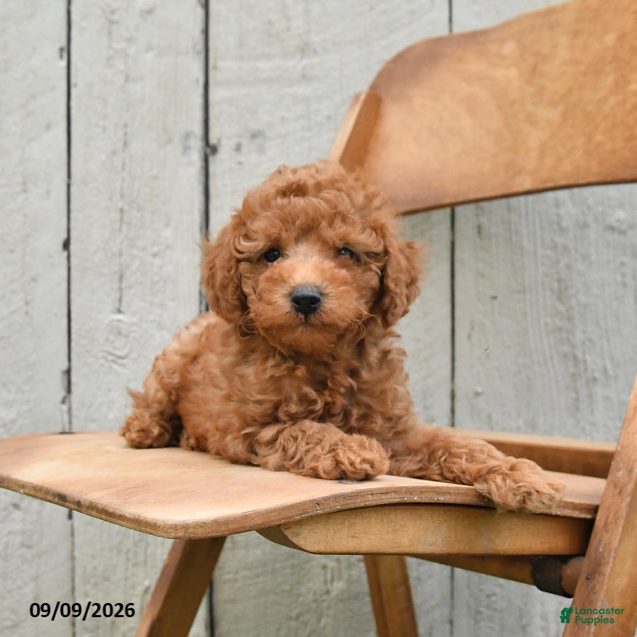 Miniature Poodle dogs for sale: Sawyer - Ad 3