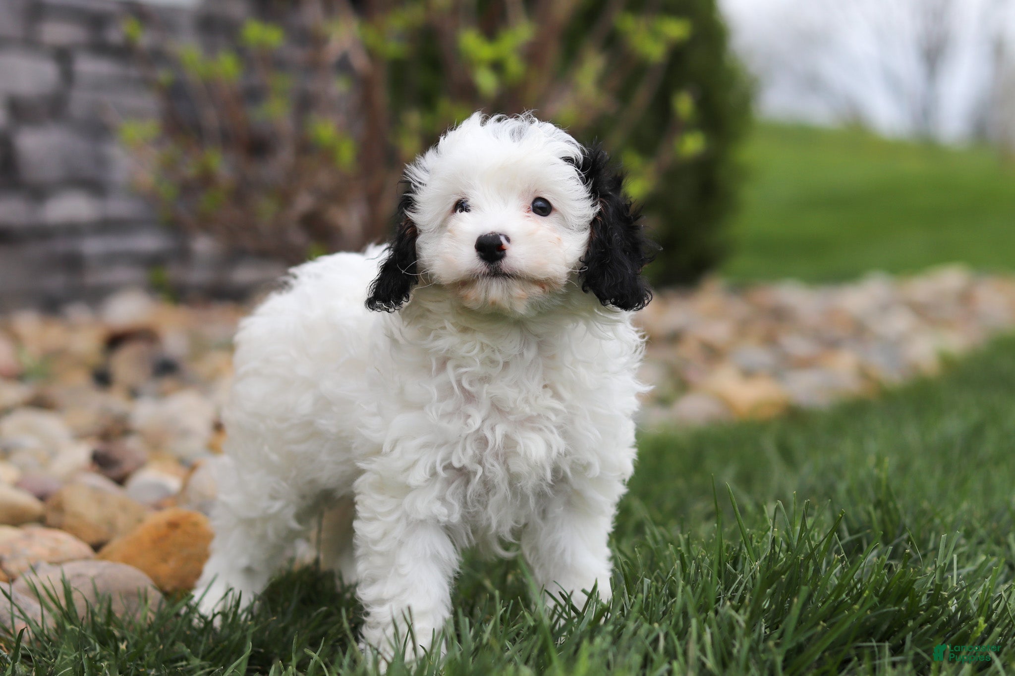 Cavapoo dogs Mason - Ad 1